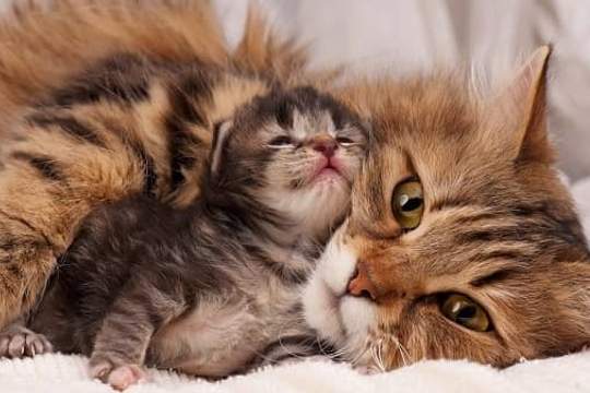 mother cat and newborn kitten cuddling